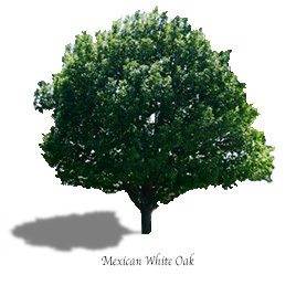 Mexican White Oak